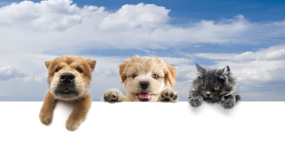 6 billion US dollars! The pet food market in the Middle East and Africa continues to grow